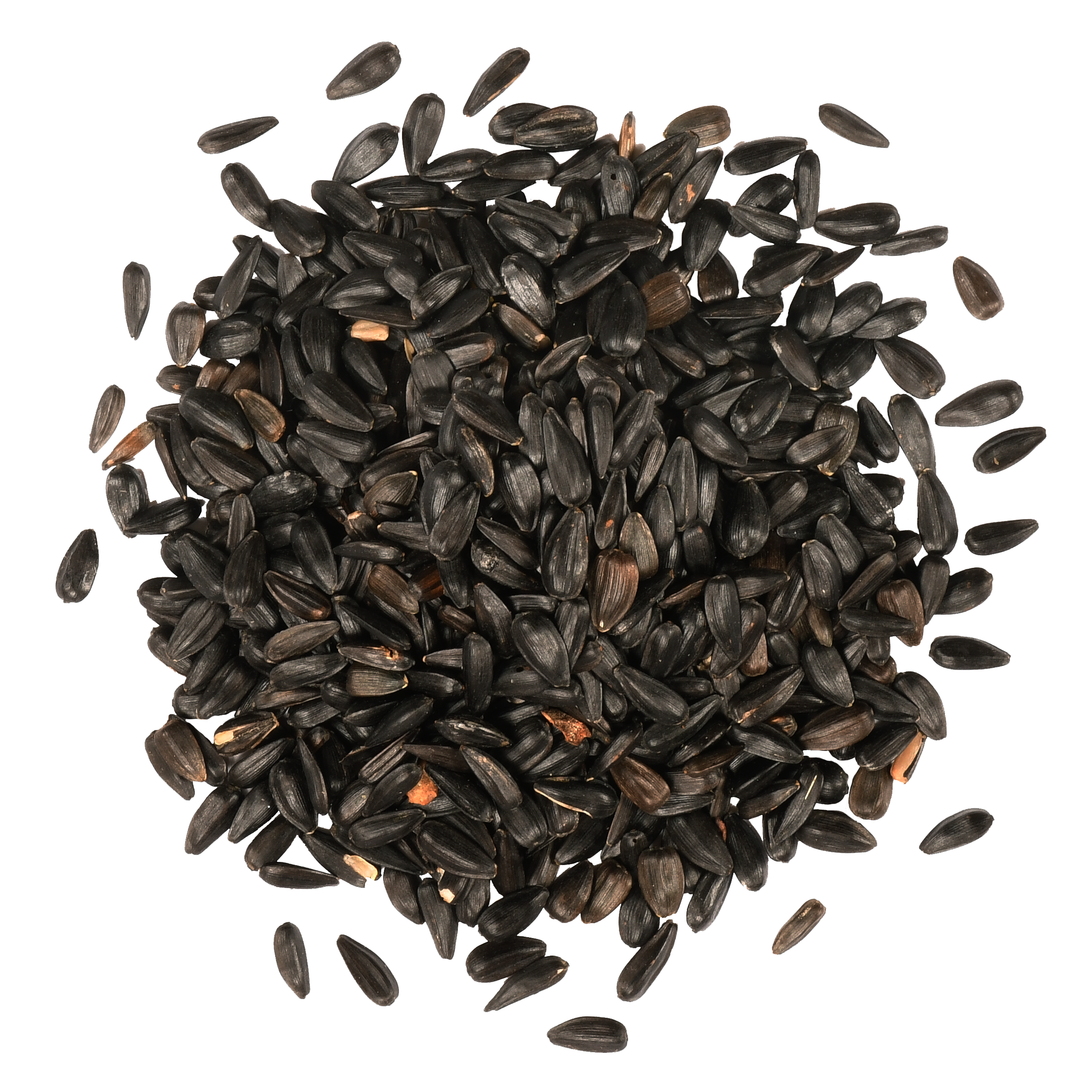 planting black oil sunflower seeds for doves Black Oil Sunflower – ForTheBirds.com