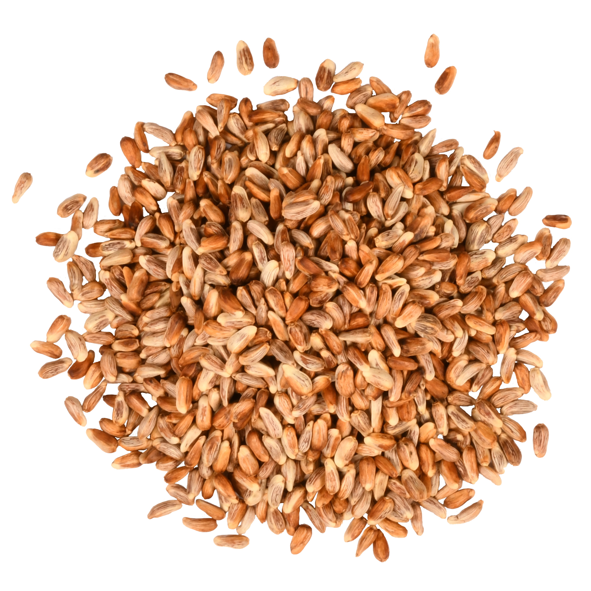 where to buy safflower seeds for planting Golden Safflower – ForTheBirds.com