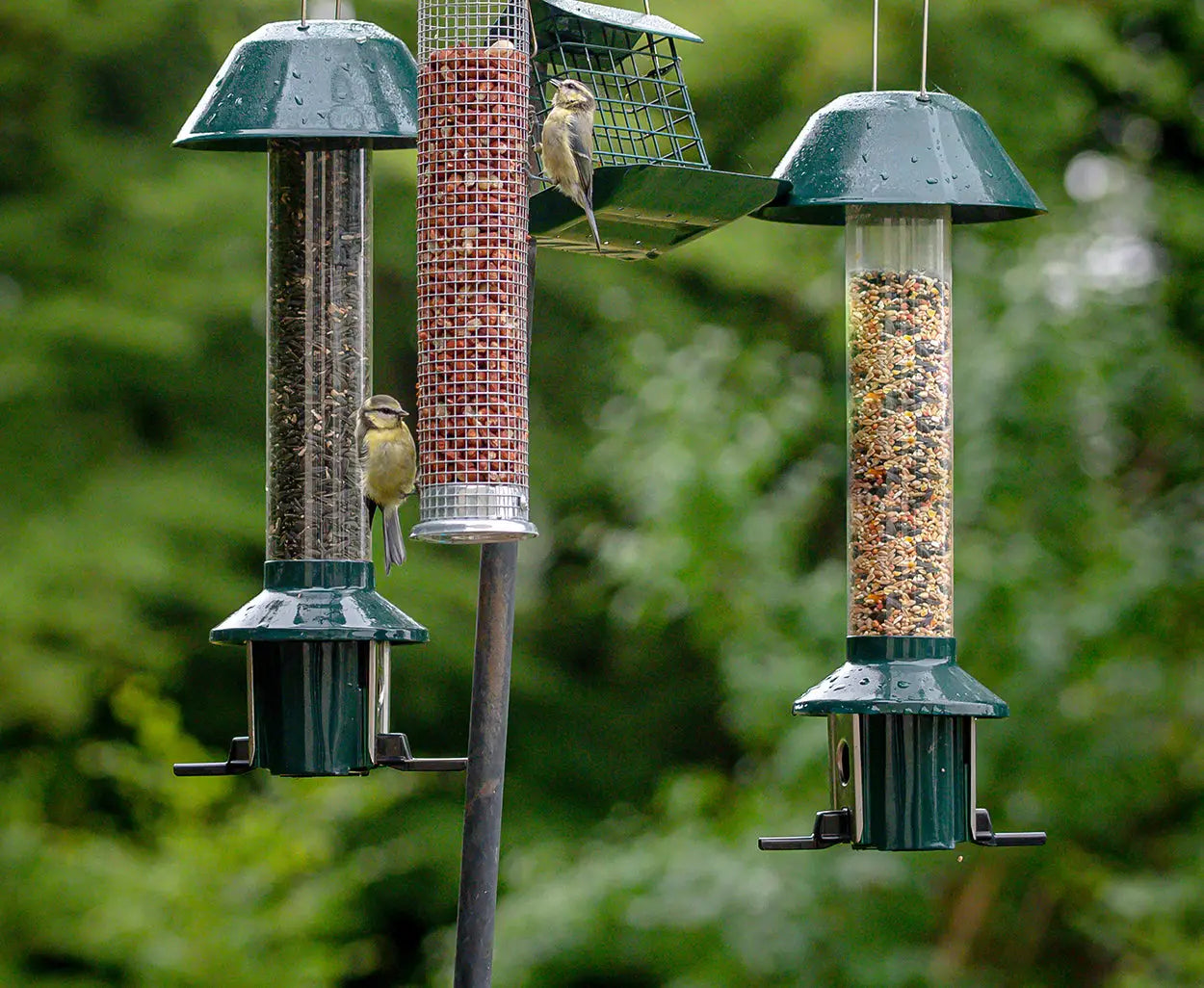 Sampler Packs and Bundles with Free Feeders – ForTheBirds.com