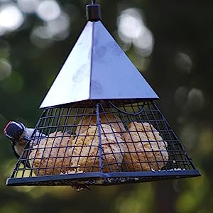Suet Balls - Insects & Nuts