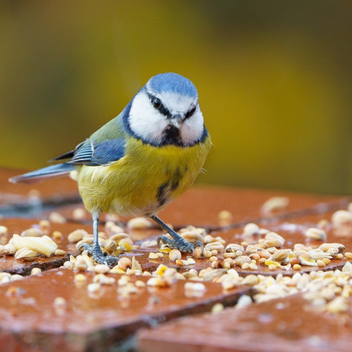 planting wild bird seed No Grow Wild Bird Mix – ForTheBirds.com