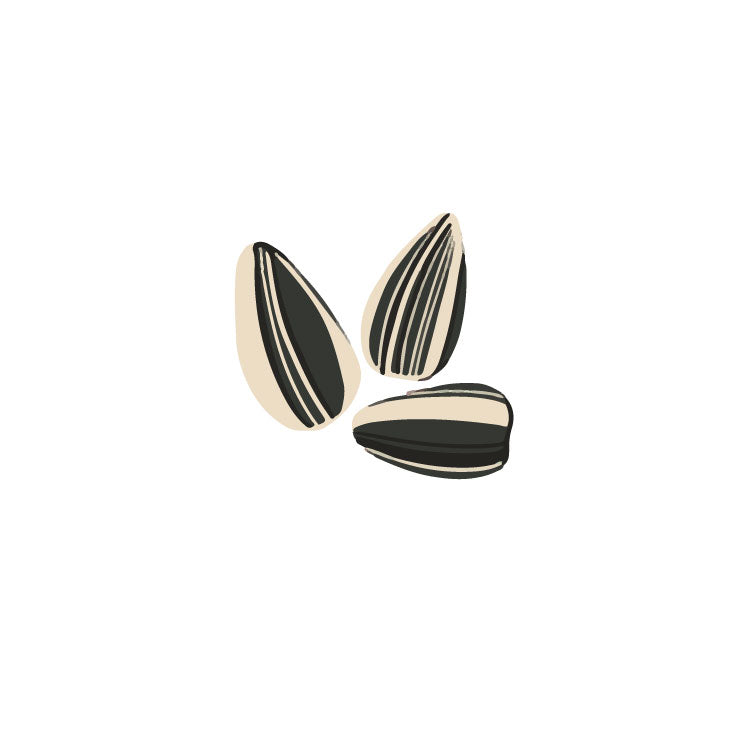 striped sunflower seeds for planting Striped Sunflower – ForTheBirds.com